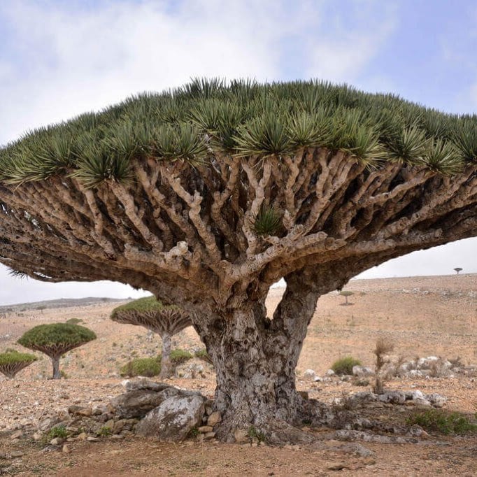 Dragon's Blood Tree, Socotra